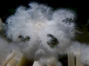 Anemone  1397